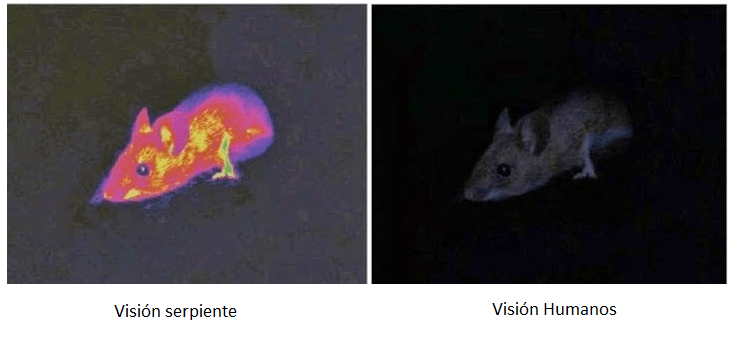 vision-serpiente